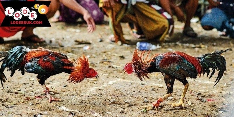 Tham gia ngay với chọi gà truyền thống